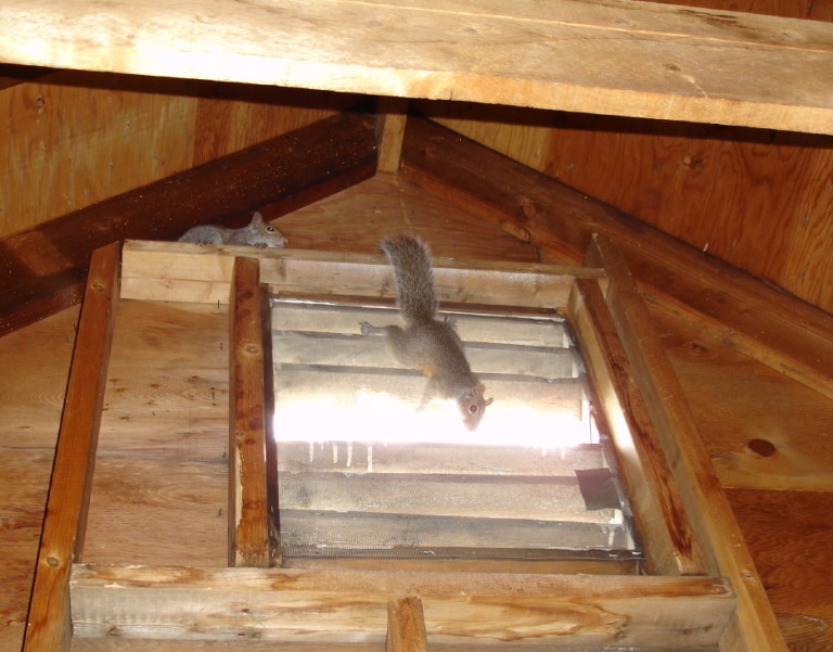 Attic Infestation - Clean up & Removal | Chicago & All Suburbs