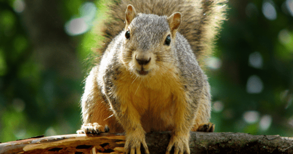 squirrel picture