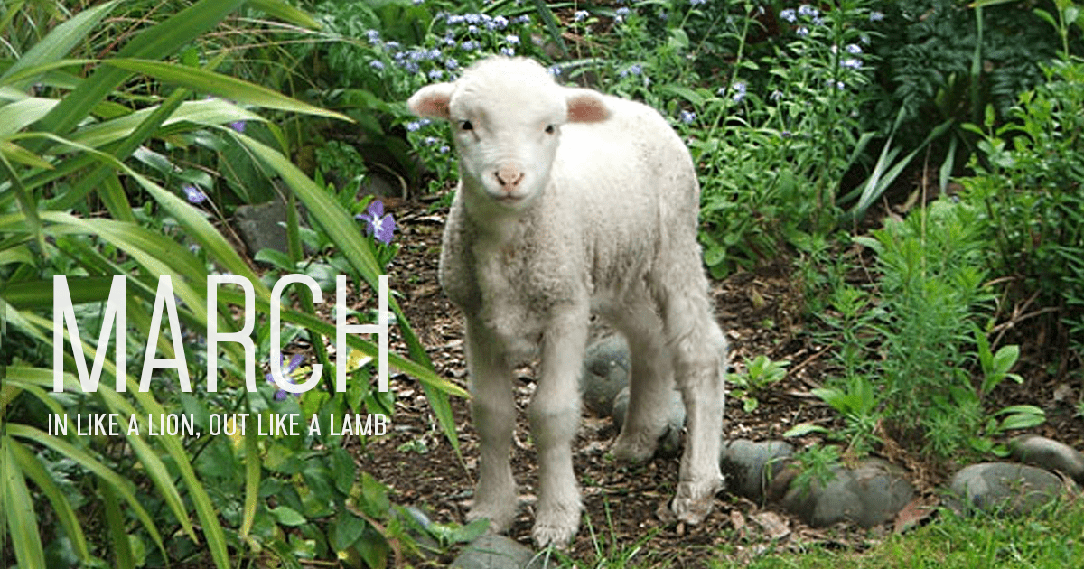 Picture of March Lamb