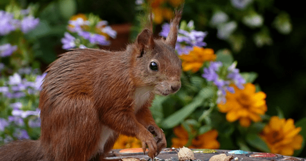 squirrel in spring image