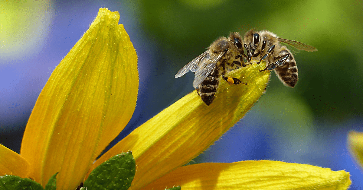 bees on flower image