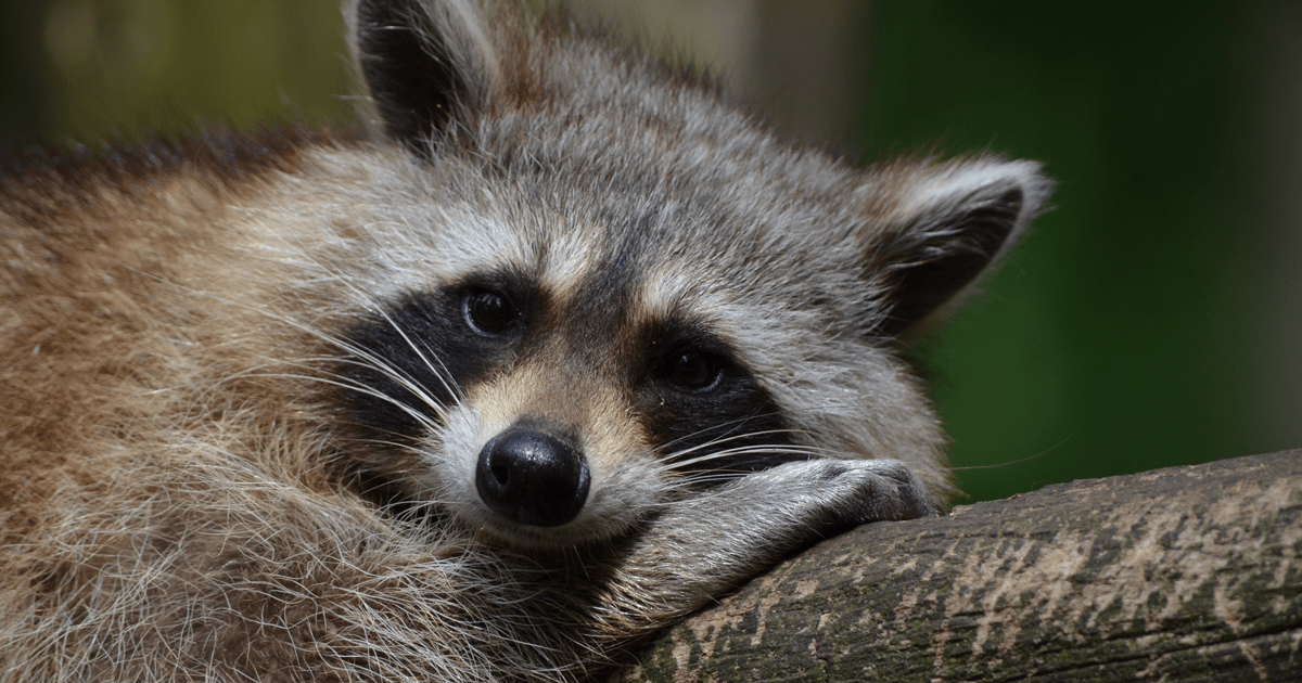 raccoon image