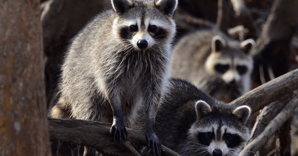 attic-infestation-raccoons