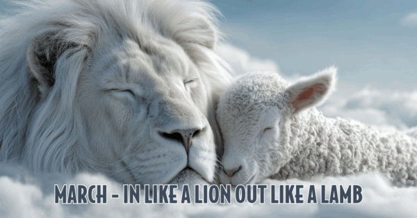 Image of lion and lamb for ad.